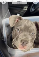 Jade, a female American Bully for sale in Columbus, OH – 3 of 5