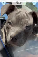 Jade, a female American Bully for sale in Columbus, OH – 2 of 5