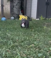 Jade, a female American Bully for sale in Columbus, OH – 5 of 5