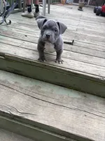 Jade, a female American Bully for sale in Columbus, OH – 4 of 5