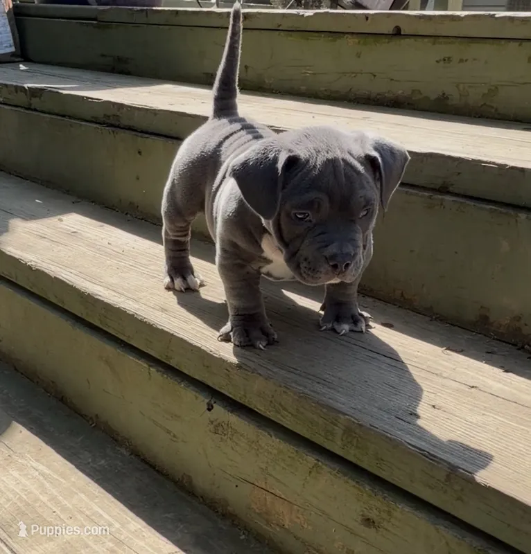 Jade – American Bully puppy for sale in Columbus, OH