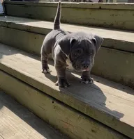 Jade, a female American Bully for sale in Columbus, OH – 1 of 5