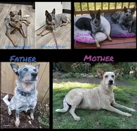 Poe, a female Australian Cattle Dog for sale in Saint Helens, OR – 2 of 2