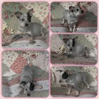 Raisin , a female Australian Cattle Dog for sale in Saint Helens, OR – 1 of 2