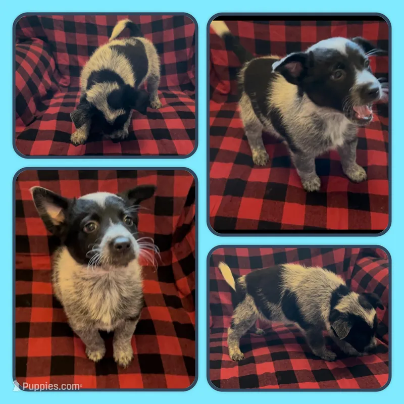 Cowboy – Australian Cattle Dog puppy for sale in St. Helens, OR