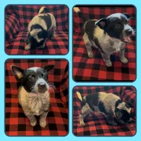 Cowboy, a male Australian Cattle Dog for sale in St. Helens, OR – Photo 1 of 2