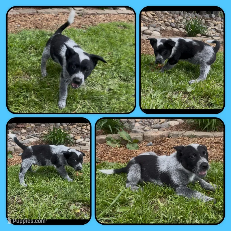 Cowboy – Australian Cattle Dog puppy for sale in St. Helens, OR