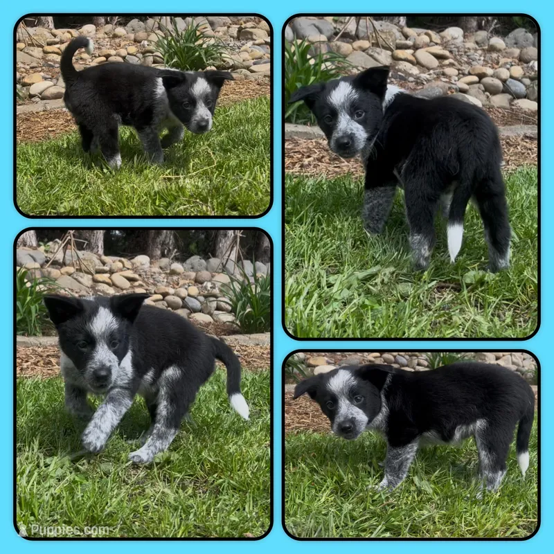 Zee – Australian Cattle Dog puppy for sale in St. Helens, OR