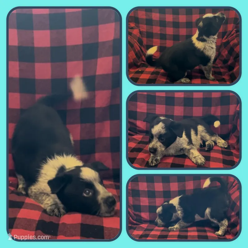 Zee – Australian Cattle Dog puppy for sale in St. Helens, OR