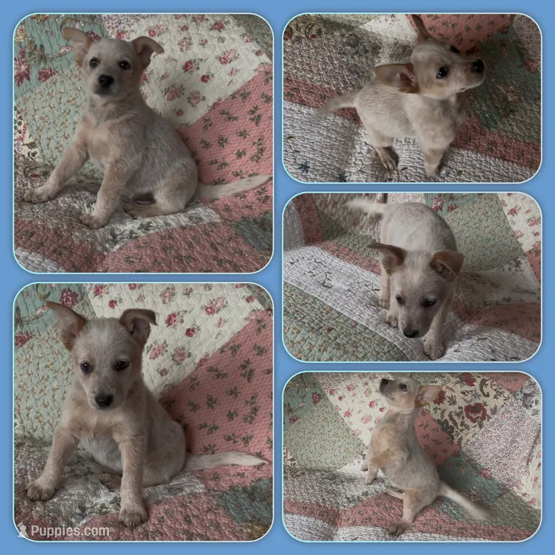 Frost – Australian Cattle Dog puppy for sale in Saint Helens, OR