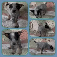 Paul, a male Australian Cattle Dog for sale in Saint Helens, OR – 1 of 2