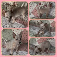 Poe, a female Australian Cattle Dog for sale in Saint Helens, OR – 1 of 2
