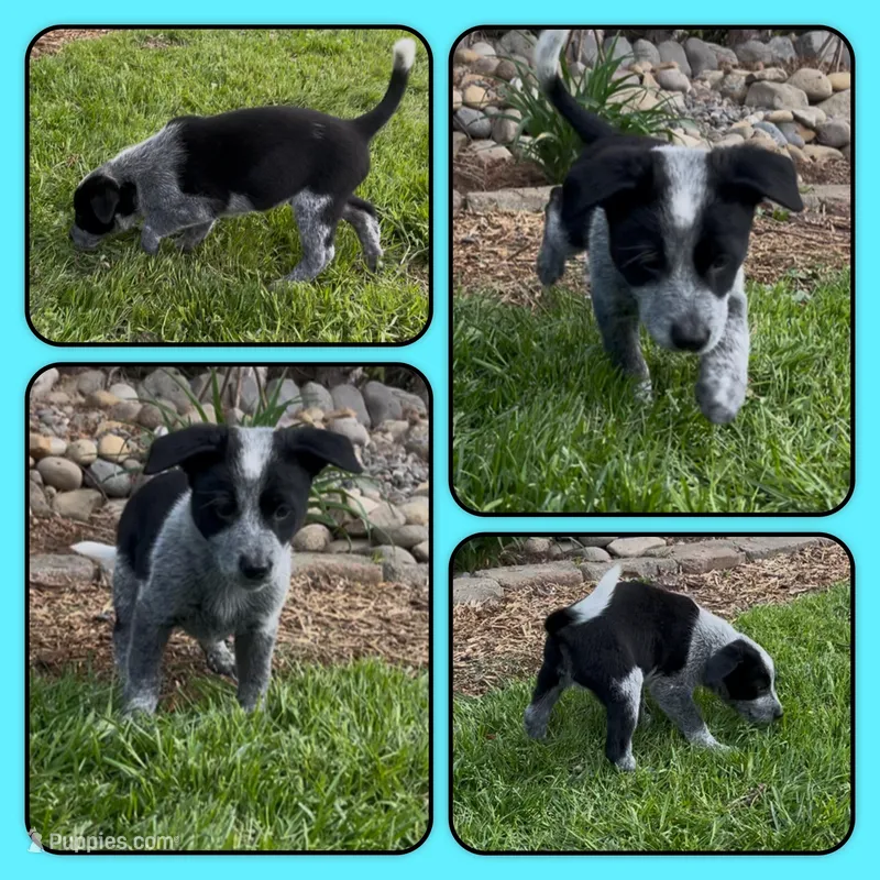 Kristoff – Australian Cattle Dog puppy for sale in St. Helens, OR