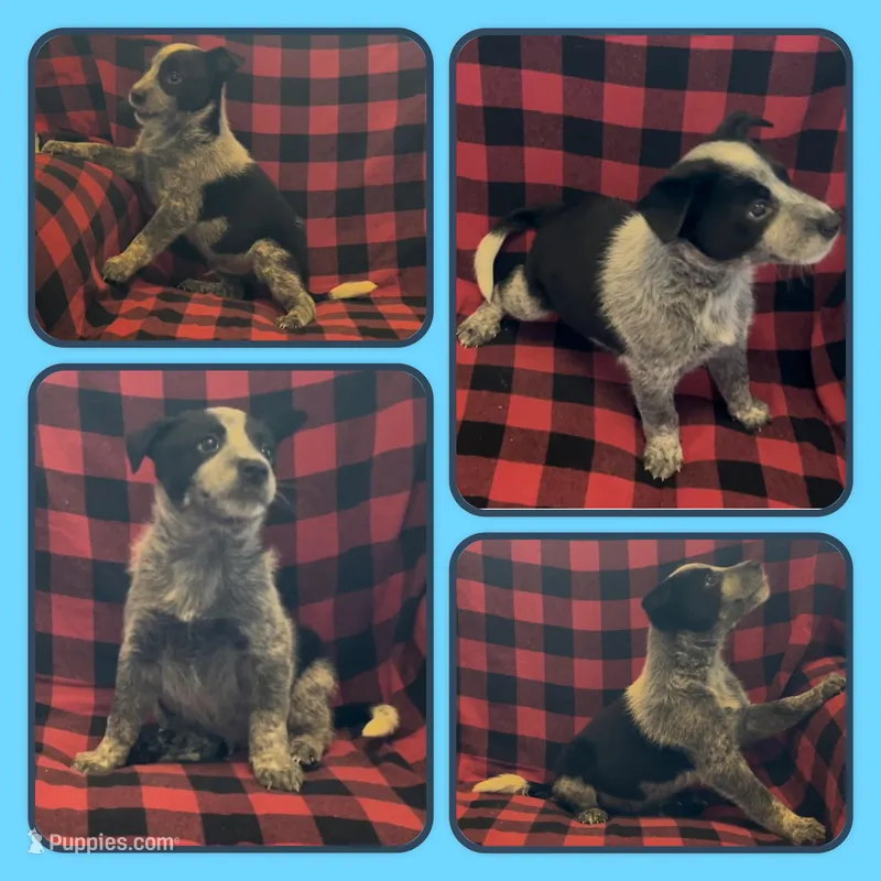 Kristoff – Australian Cattle Dog puppy for sale in St. Helens, OR