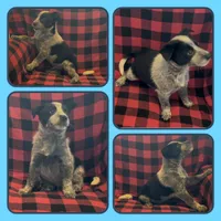 Kristoff, a male Australian Cattle Dog for sale in St. Helens, OR – Photo 1 of 2