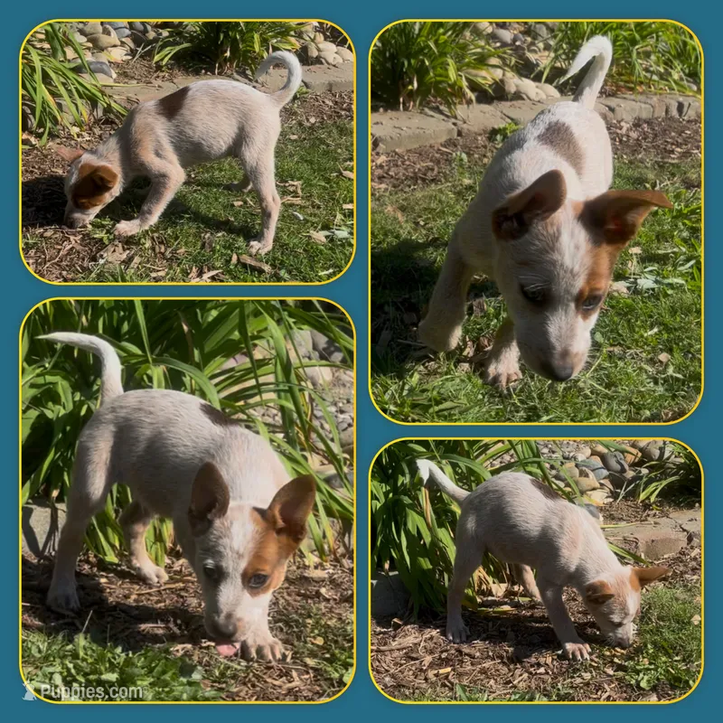 Peter – Australian Cattle Dog puppy for sale in Saint Helens, OR