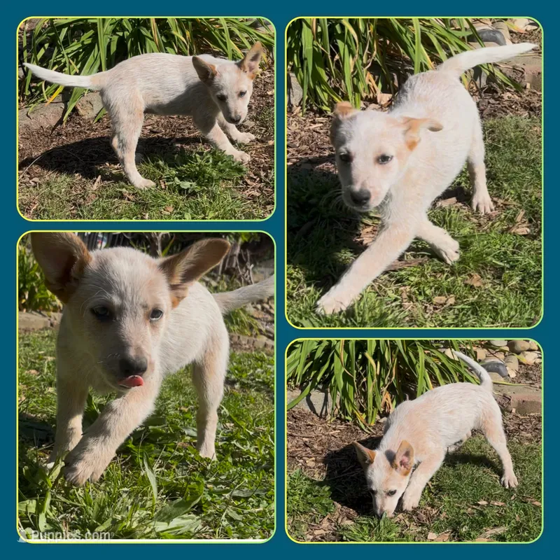 Frost – Australian Cattle Dog puppy for sale in Saint Helens, OR
