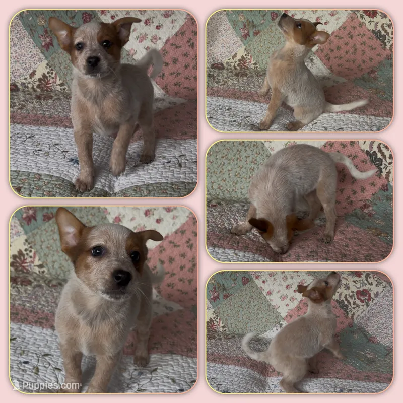 Hazelnut – Australian Cattle Dog puppy for sale in Saint Helens, OR