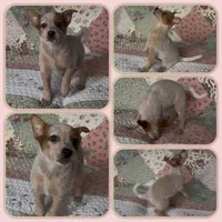Hazelnut, a female Australian Cattle Dog for sale in Saint Helens, OR – 1 of 2
