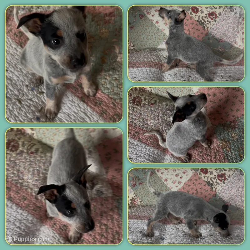 Valentino – Australian Cattle Dog puppy for sale in Saint Helens, OR