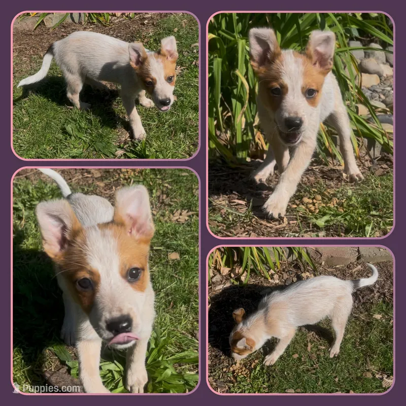 Peanut – Australian Cattle Dog puppy for sale in Saint Helens, OR
