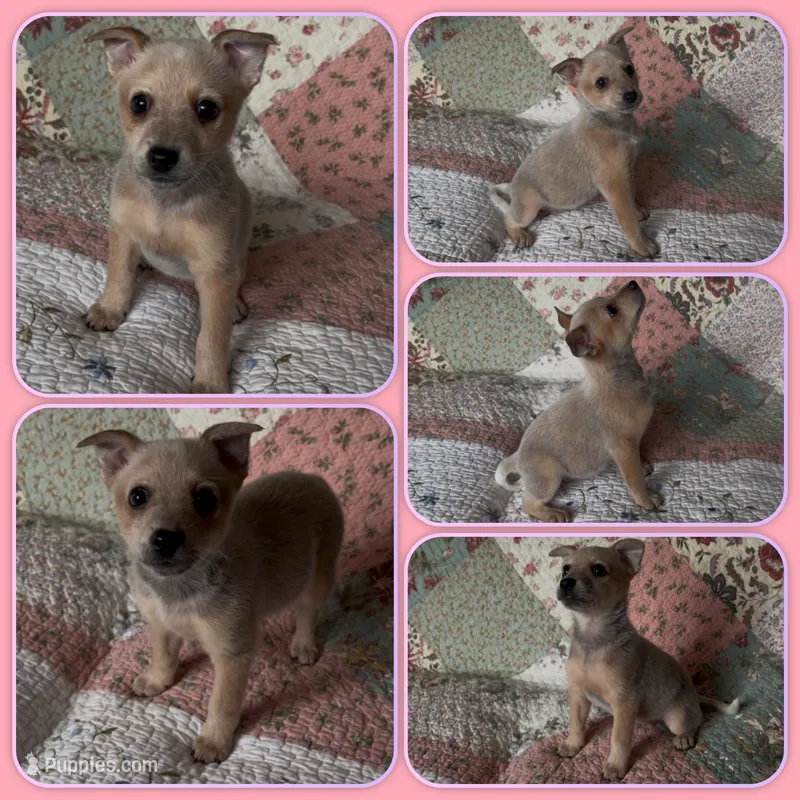 Tiny – Australian Cattle Dog puppy for sale in Saint Helens, OR