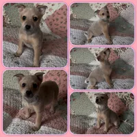 Tiny, a female Australian Cattle Dog for sale in Saint Helens, OR – 1 of 2