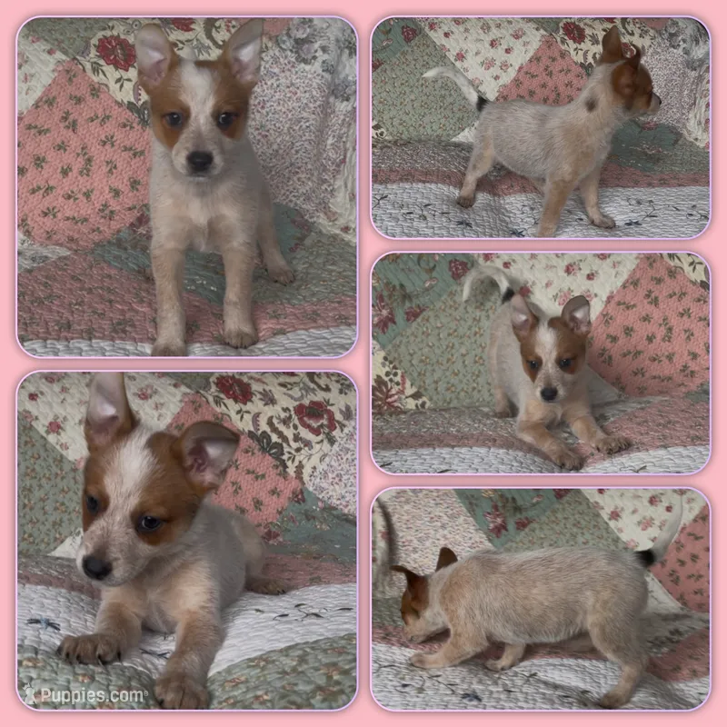 Peanut – Australian Cattle Dog puppy for sale in Saint Helens, OR