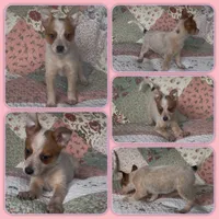 Peanut, a female Australian Cattle Dog for sale in Saint Helens, OR – 1 of 2