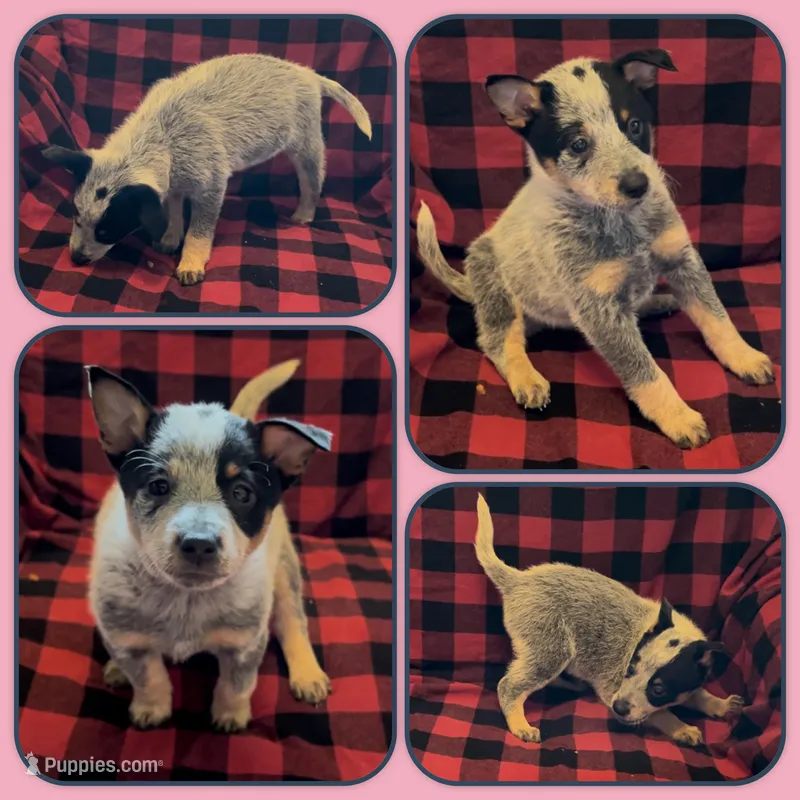 Little Miss Dandelion – Australian Cattle Dog puppy for sale in St. Helens, OR