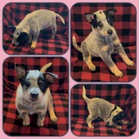 Little Miss Dandelion, a female Australian Cattle Dog for sale in St. Helens, OR – Photo 1 of 2