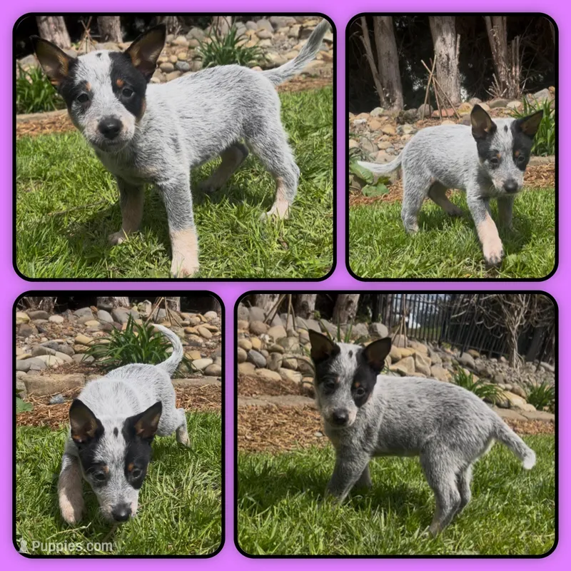 Little Miss Dandelion – Australian Cattle Dog puppy for sale in St. Helens, OR