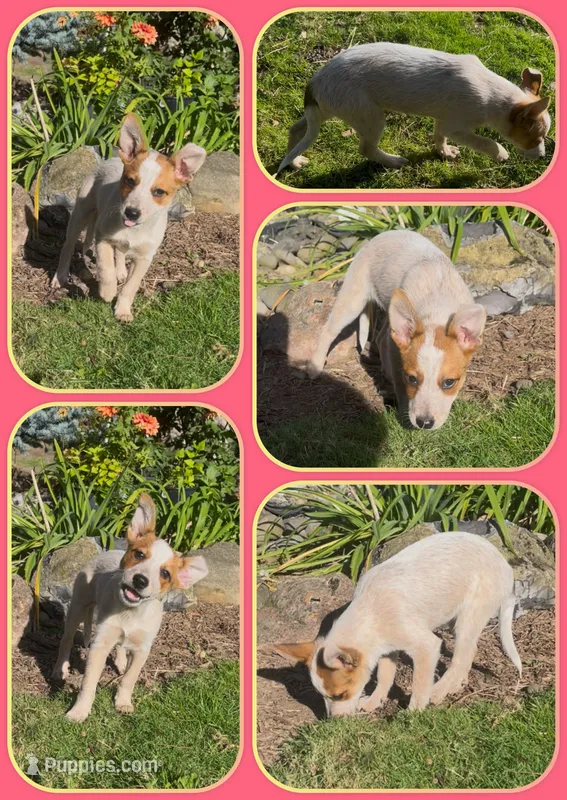 Peanut – Australian Cattle Dog puppy for sale in Saint Helens, OR