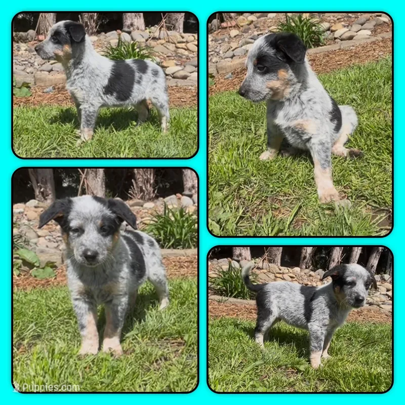 Edward – Australian Cattle Dog puppy for sale in St. Helens, OR