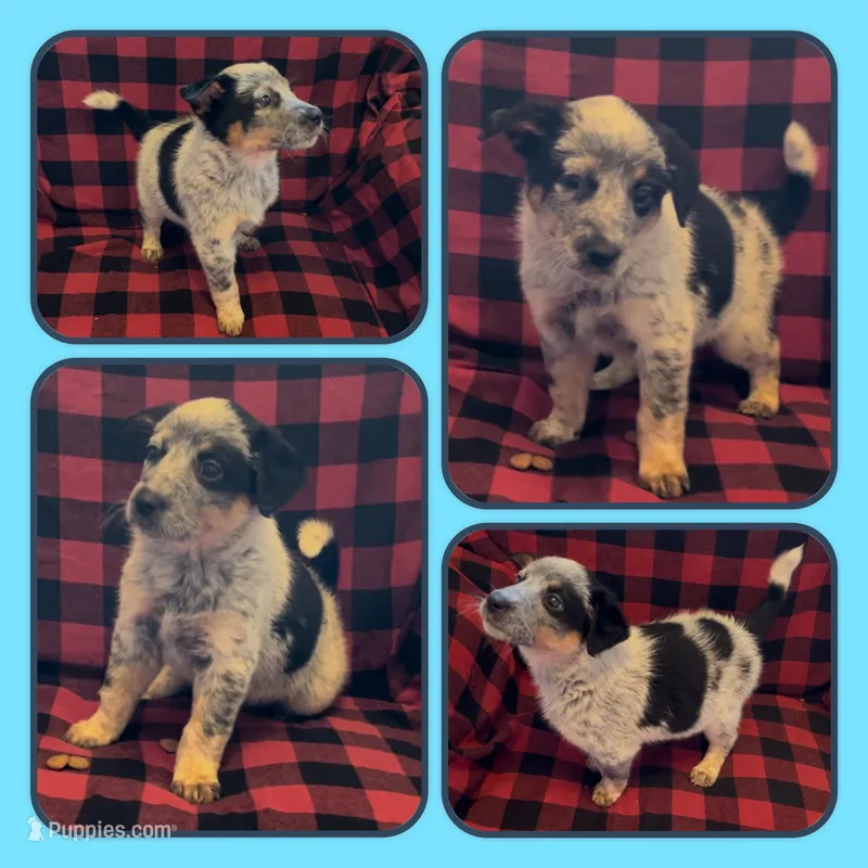 Edward – Australian Cattle Dog puppy for sale in St. Helens, OR