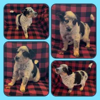 Edward, a male Australian Cattle Dog for sale in St. Helens, OR – Photo 1 of 2