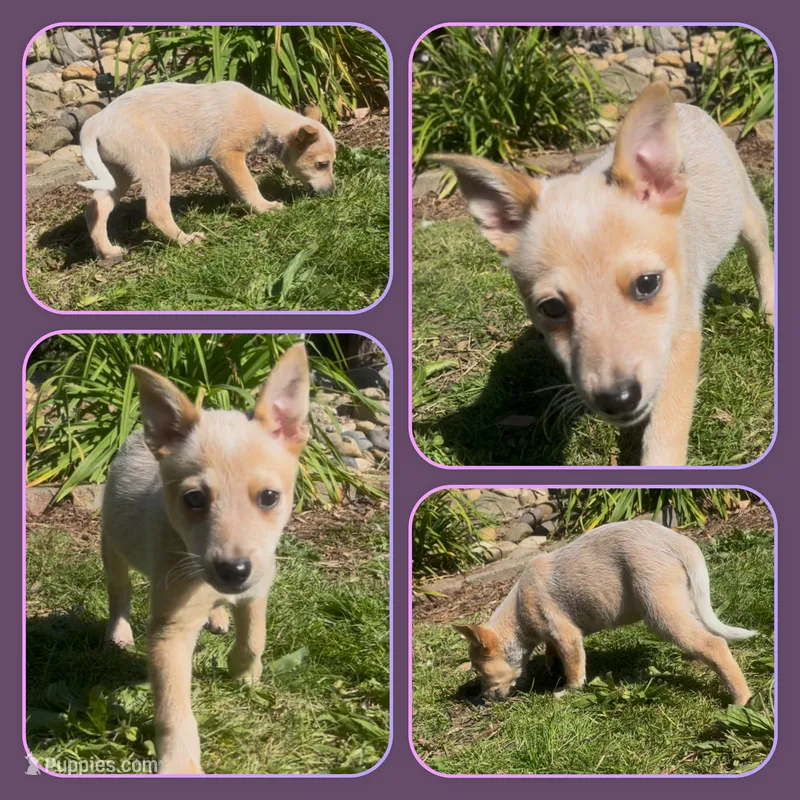 Tiny – Australian Cattle Dog puppy for sale in Saint Helens, OR