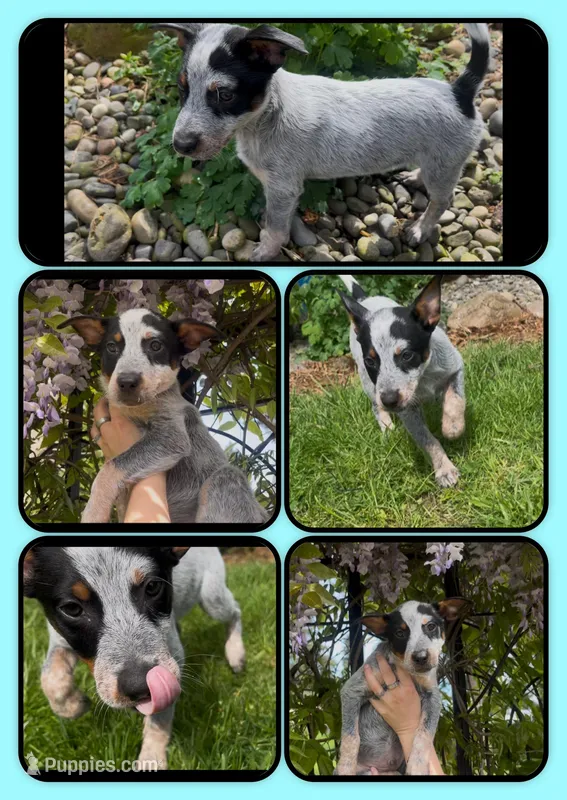 Hammy – Australian Cattle Dog puppy for sale in St. Helens, OR