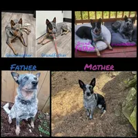 Ham Dog, a male Australian Cattle Dog for sale in St. Helens, OR – Photo 2 of 2