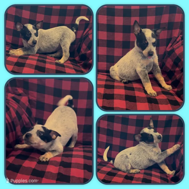 Ham Dog – Australian Cattle Dog puppy for sale in St. Helens, OR