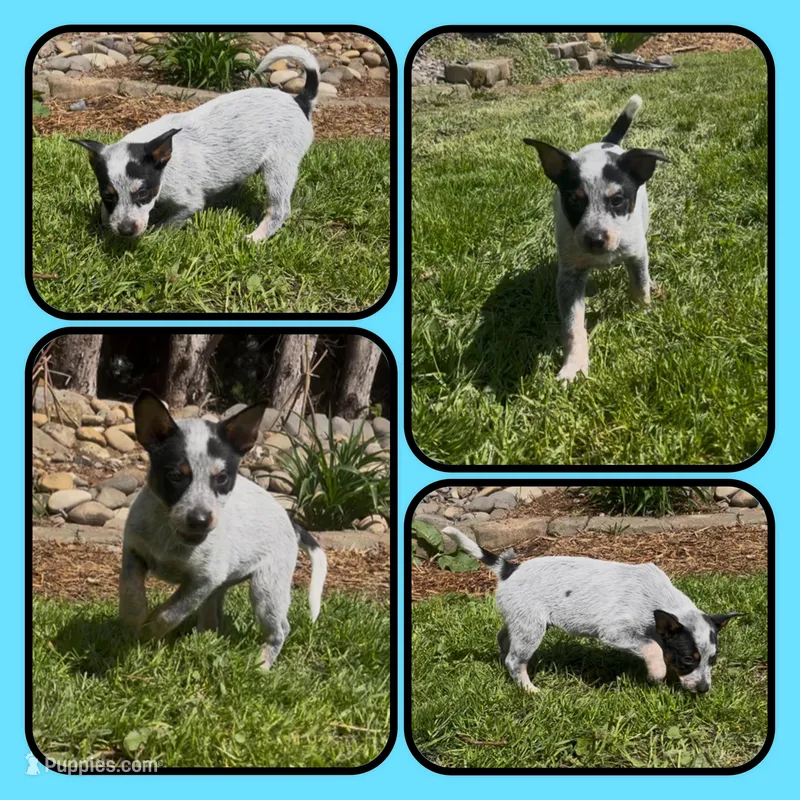 Hammy – Australian Cattle Dog puppy for sale in St. Helens, OR