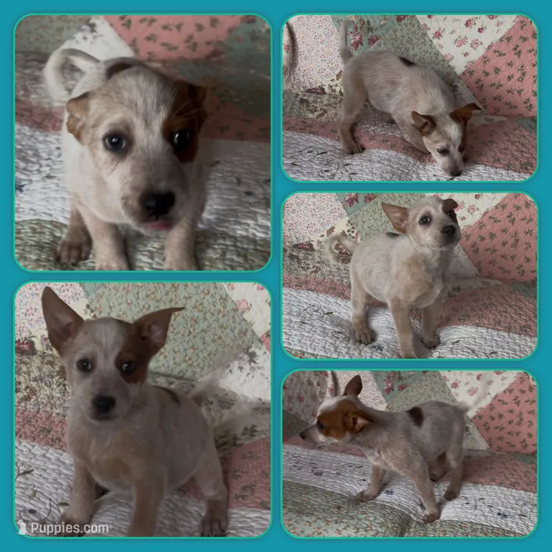 Peter – Australian Cattle Dog puppy for sale in Saint Helens, OR