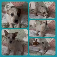 Peter, a male Australian Cattle Dog for sale in Saint Helens, OR – 1 of 2