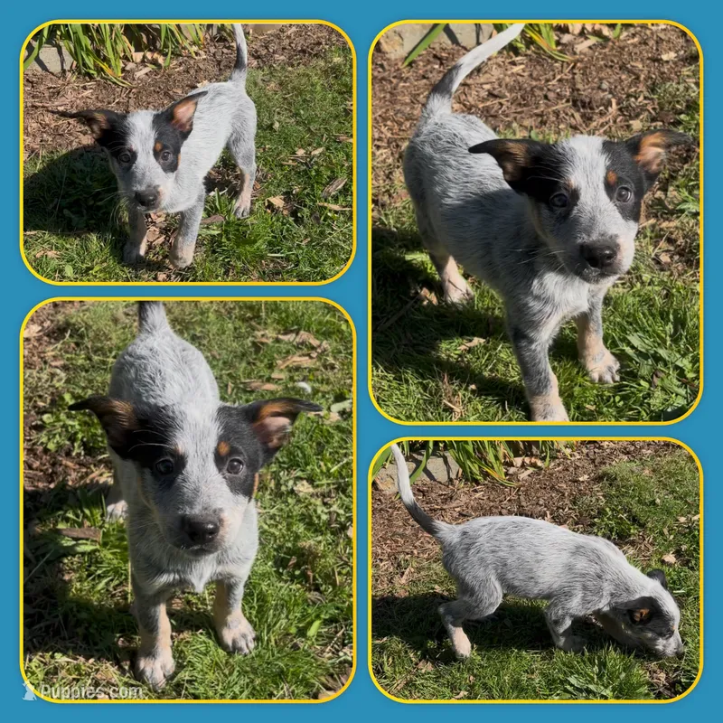 Paul – Australian Cattle Dog puppy for sale in Saint Helens, OR