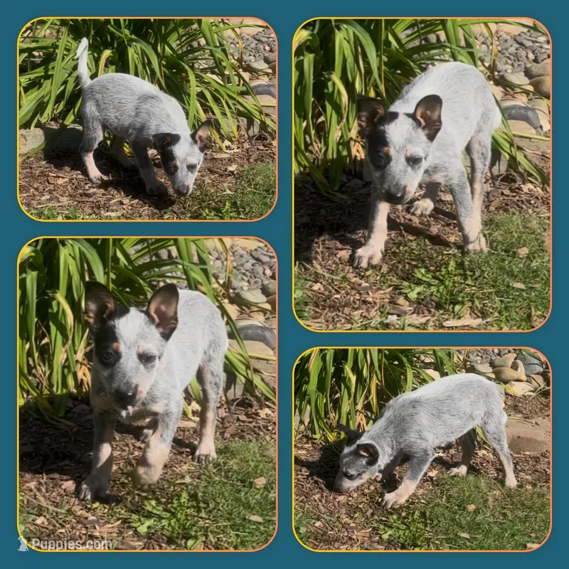 Valentino – Australian Cattle Dog puppy for sale in Saint Helens, OR