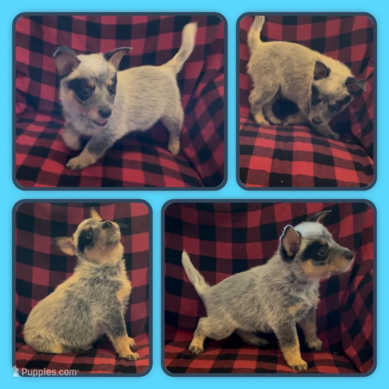 Peter – Australian Cattle Dog puppy for sale in St. Helens, OR
