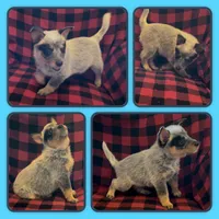 Peter, a male Australian Cattle Dog for sale in St. Helens, OR – Photo 1 of 2