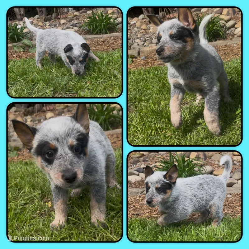 Peter – Australian Cattle Dog puppy for sale in St. Helens, OR