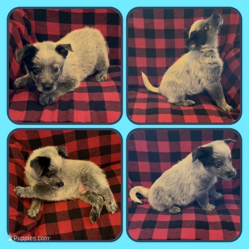 Tiny – Australian Cattle Dog puppy for sale in St. Helens, OR