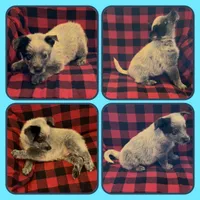 Tiny, a male Australian Cattle Dog for sale in St. Helens, OR – Photo 1 of 2